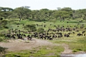 Ndutu gnu flok01